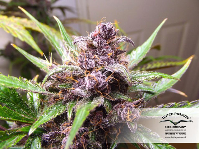 Auto Blackberry Kush